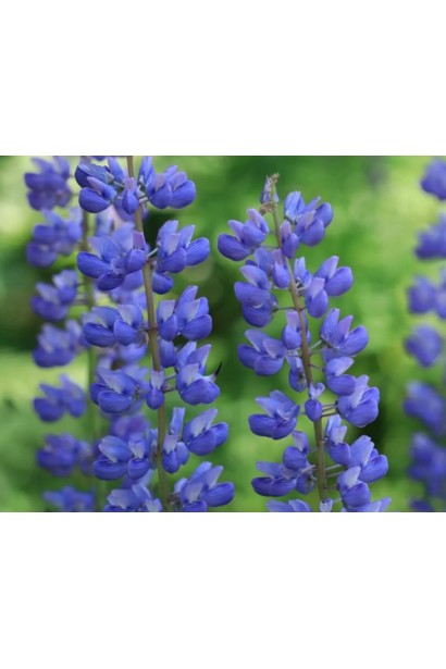 Люпин багатолистий Блю Шадес у квітнику